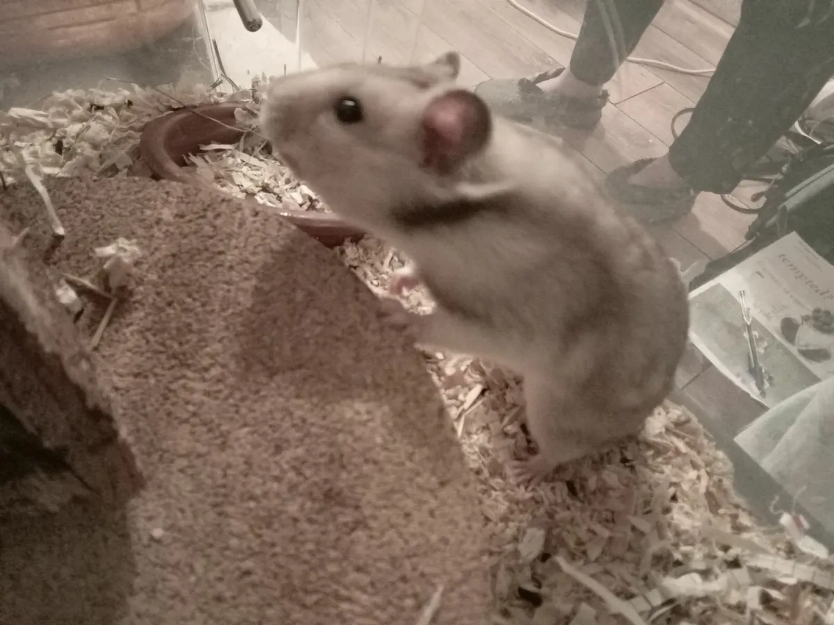 syrian hamster - Image 3