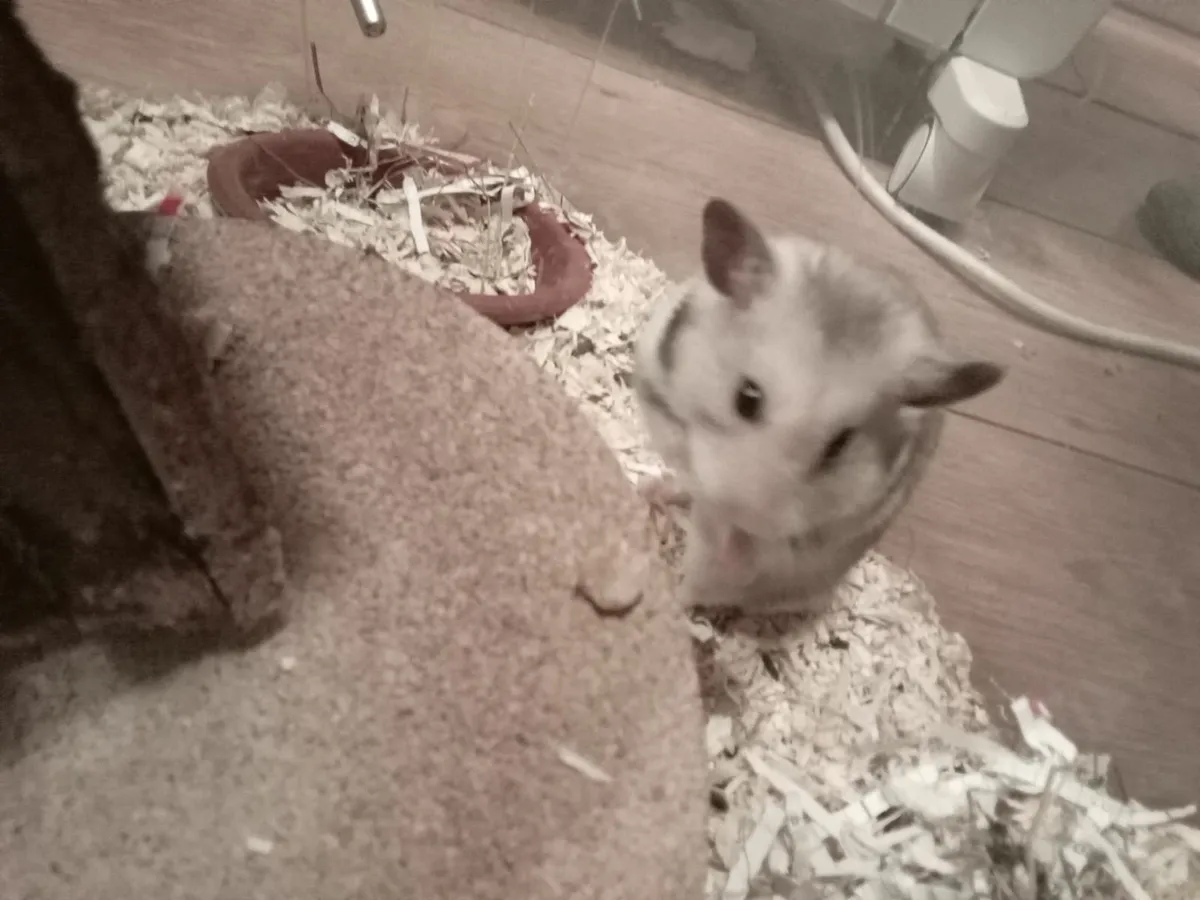 syrian hamster - Image 4