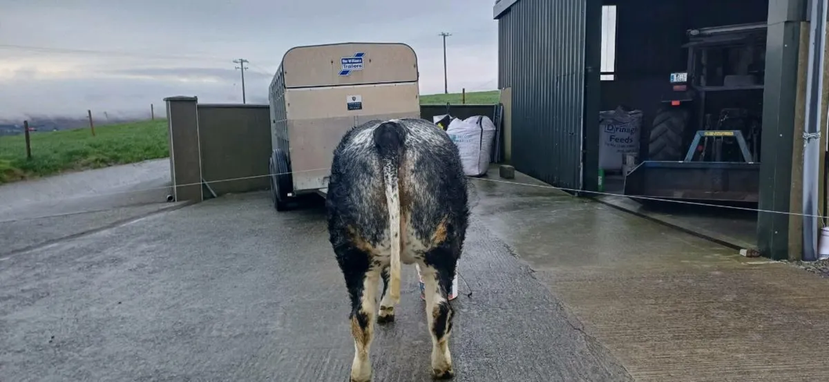 ⭐️⭐️Lot30 ⭐️⭐️ Skibbereen Fatstock - Image 2