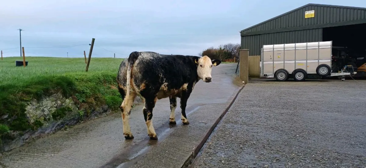 ⭐️⭐️Lot30 ⭐️⭐️ Skibbereen Fatstock - Image 3