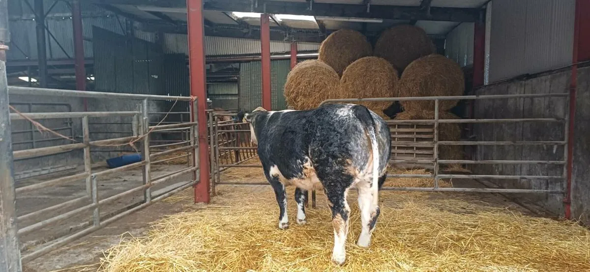 ⭐️⭐️Lot30 ⭐️⭐️ Skibbereen Fatstock - Image 1