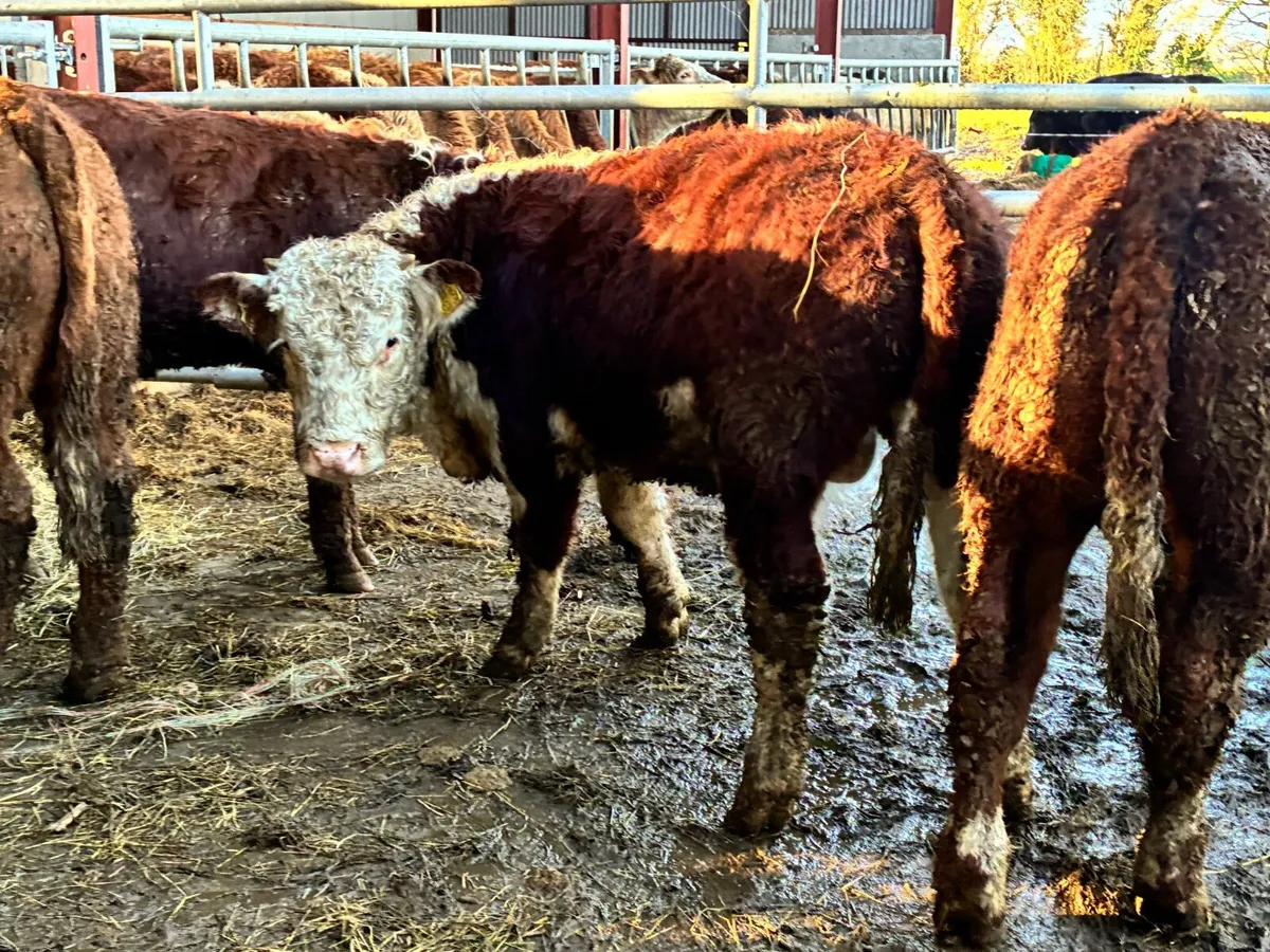 5 suckler bred bred red hereford bullocks - Image 1