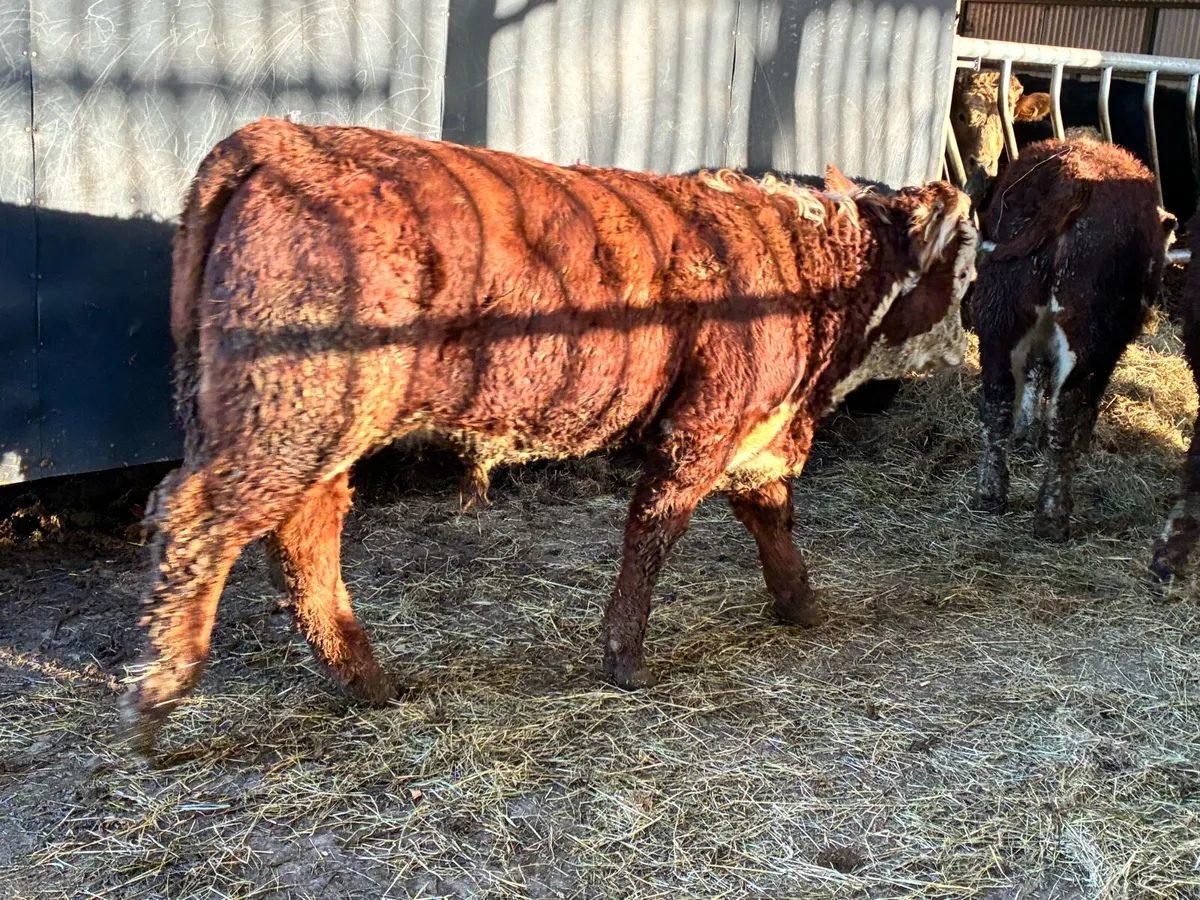 5 suckler bred bred red hereford bullocks - Image 2