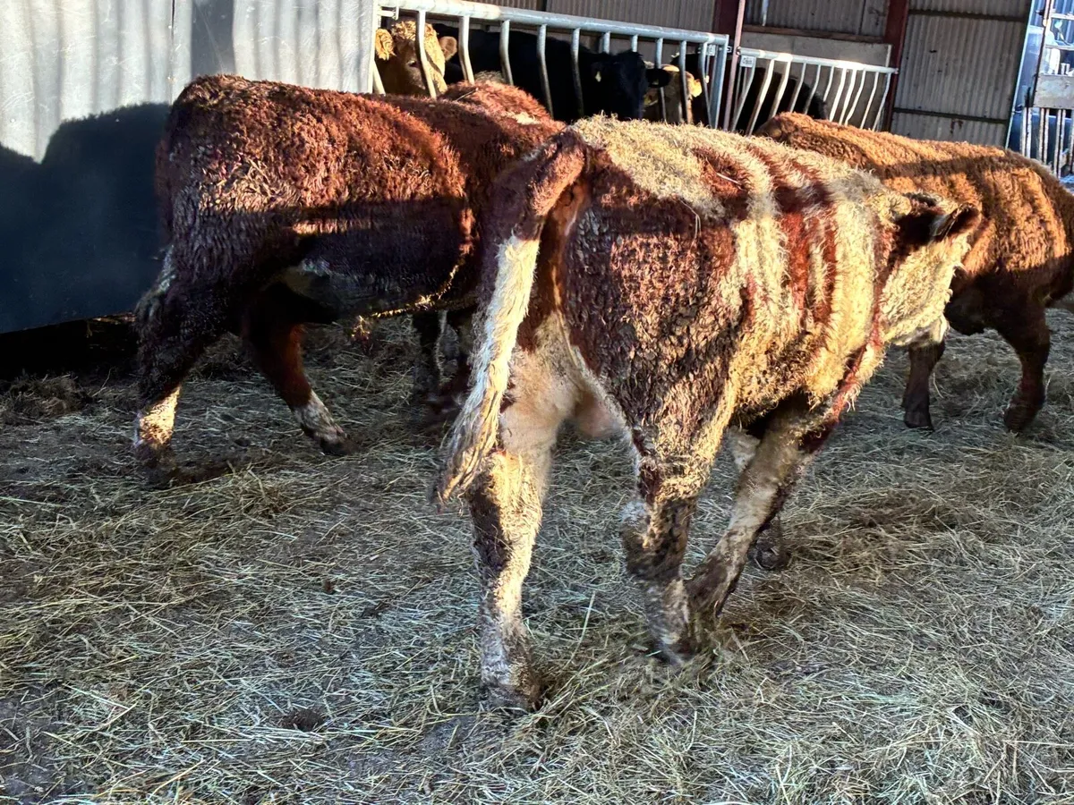 5 suckler bred bred red hereford bullocks - Image 3