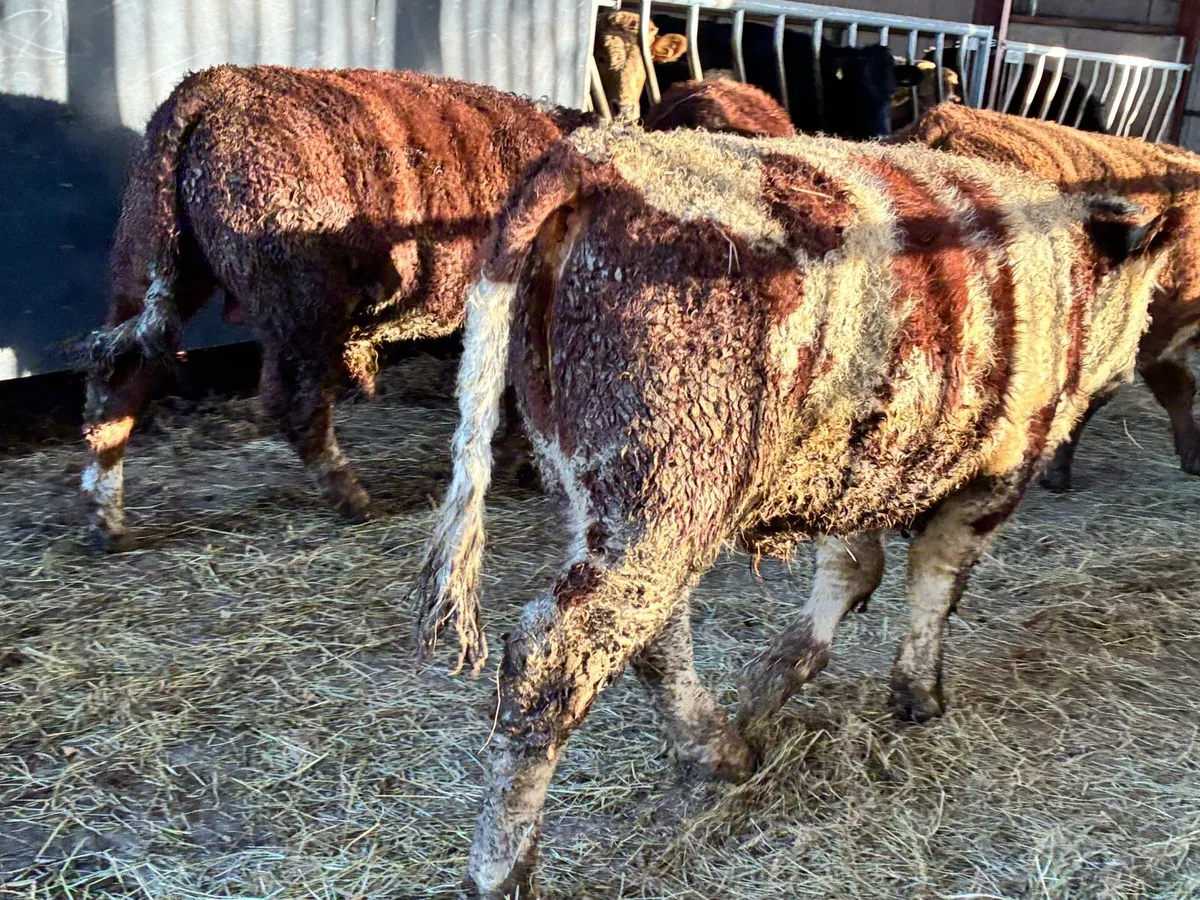 5 suckler bred bred red hereford bullocks - Image 4