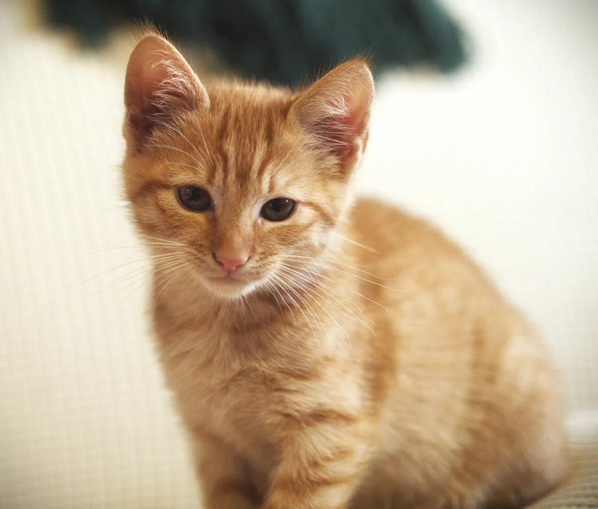 Adorable Ginger Female Kitten – 2 Months Old 🧡 - Image 2