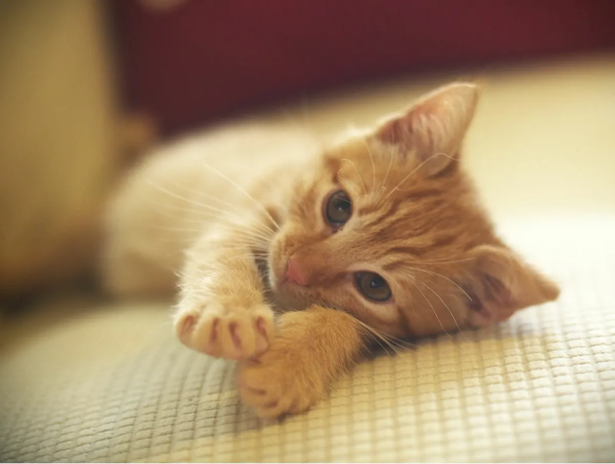 Adorable Ginger Female Kitten – 2 Months Old 🧡 - Image 1