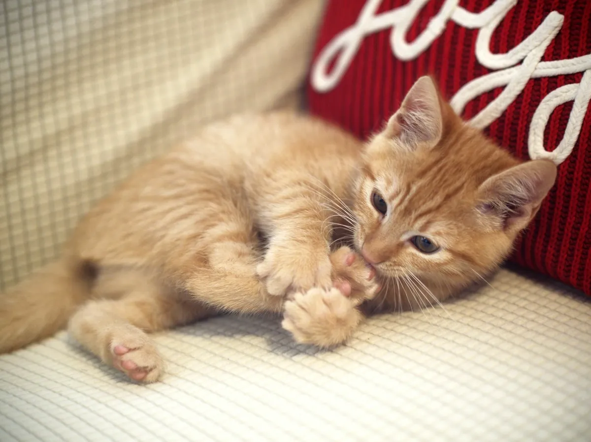 Adorable Ginger Female Kitten – 2 Months Old 🧡 - Image 3