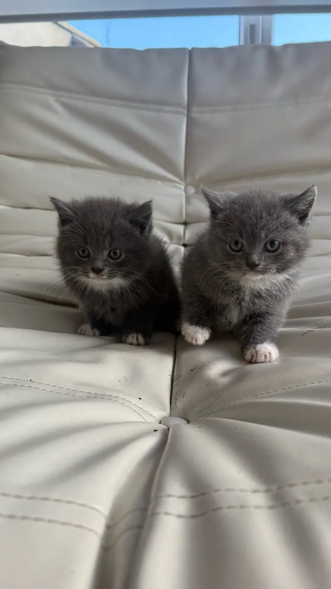 British short hair kittens - Image 1