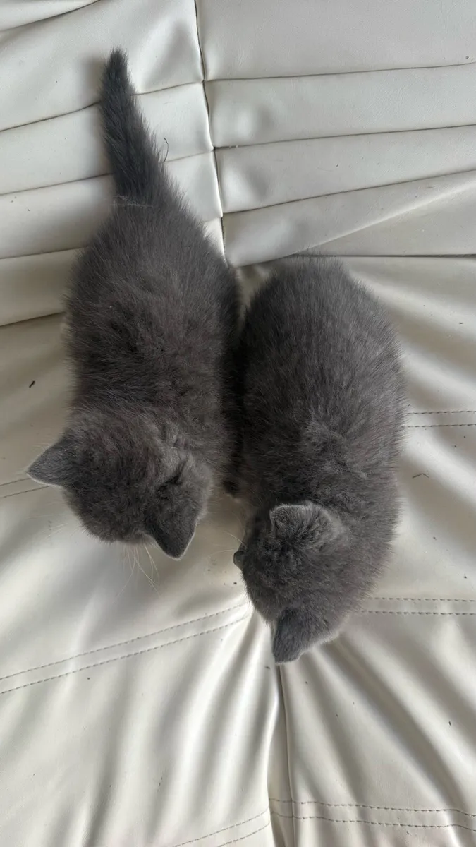 British short hair kittens - Image 2