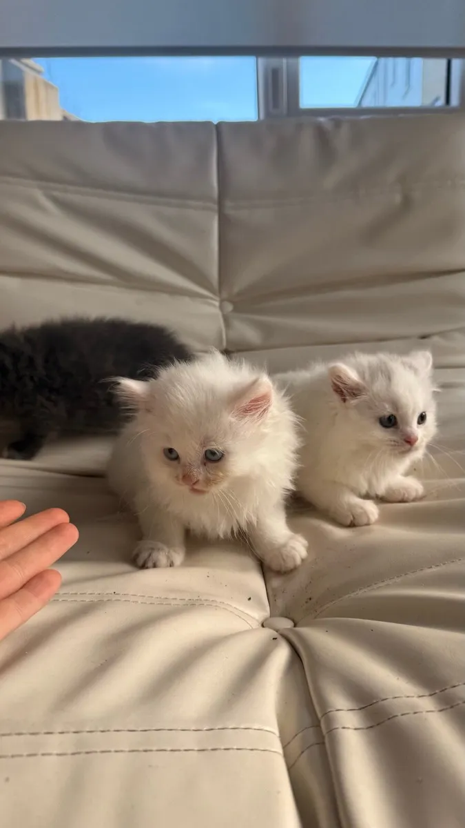 British short hair kittens - Image 3