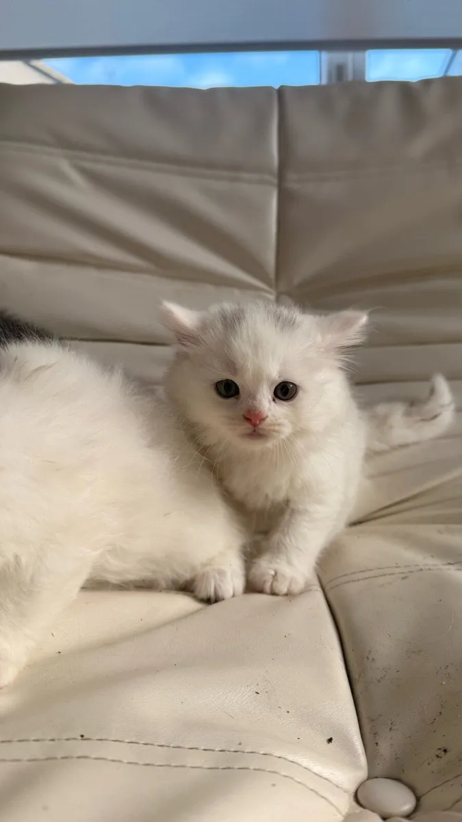 British short hair kittens - Image 4