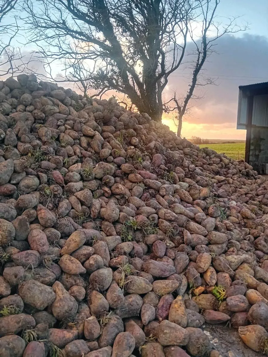 Fodder beet - Image 1