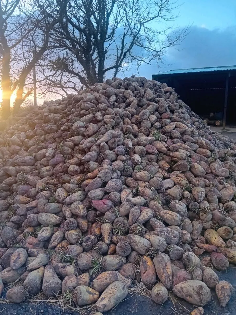 Fodder beet - Image 2