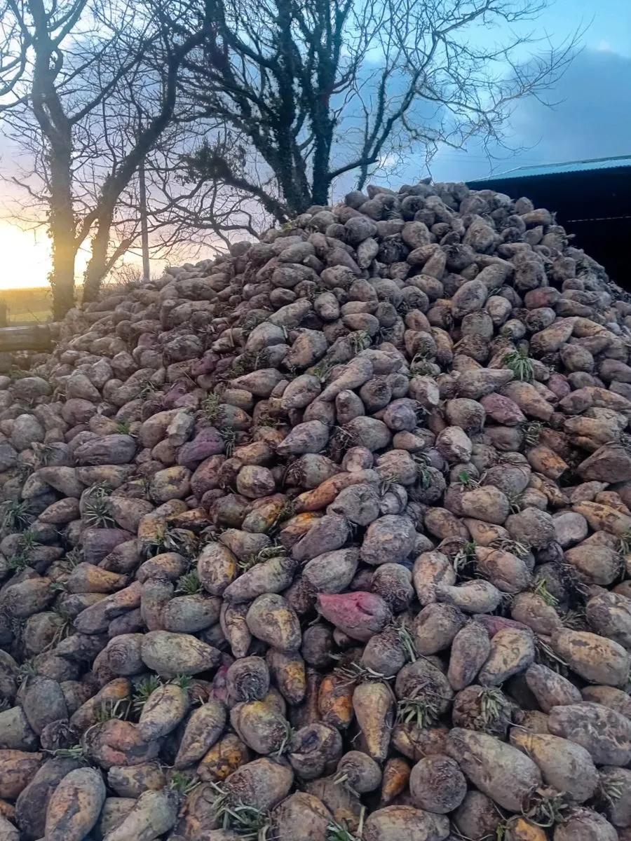 Fodder beet - Image 3