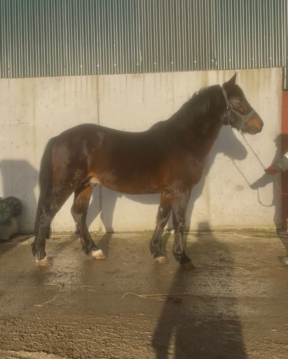 Class 1 Connemara stallion - Image 1