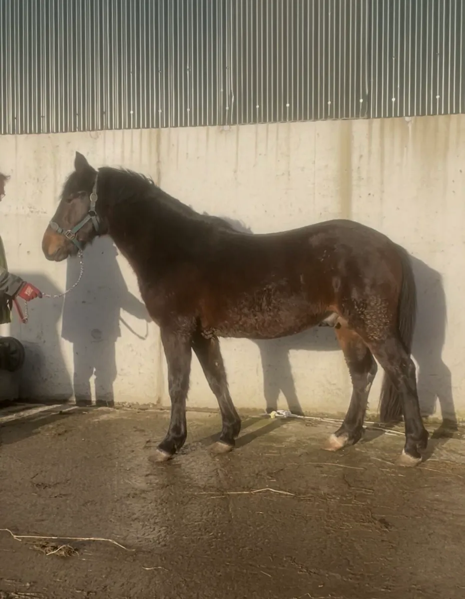Class 1 Connemara stallion - Image 2