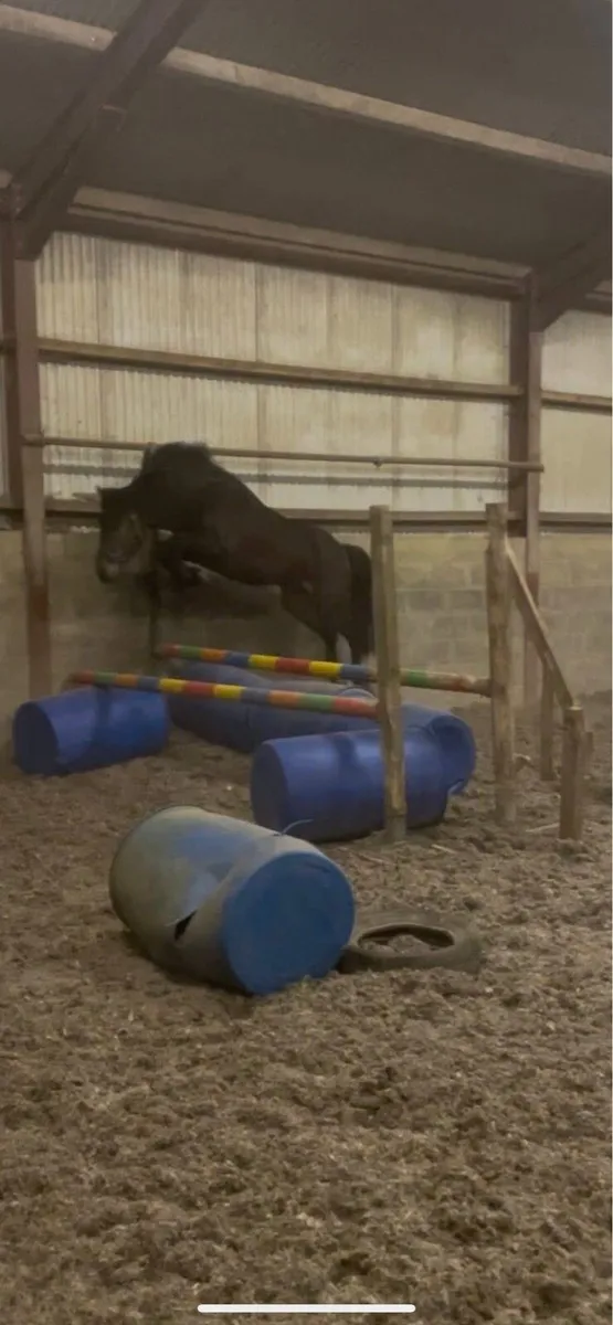 Class 1 Connemara stallion - Image 3