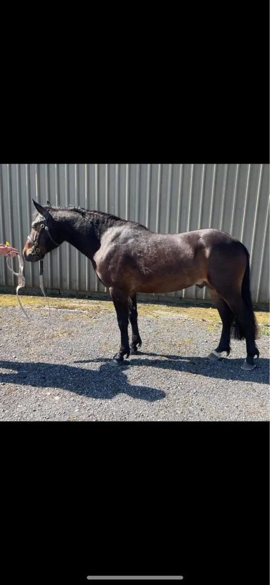 Class 1 Connemara stallion - Image 4
