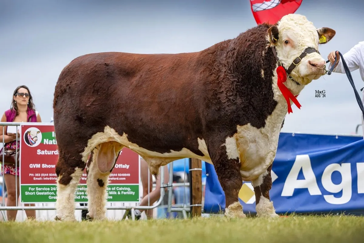 Pedigree Hereford heifer - Image 2