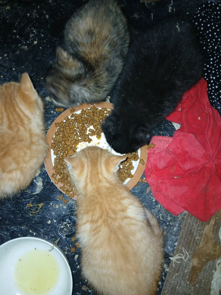 Kittens - Image 1