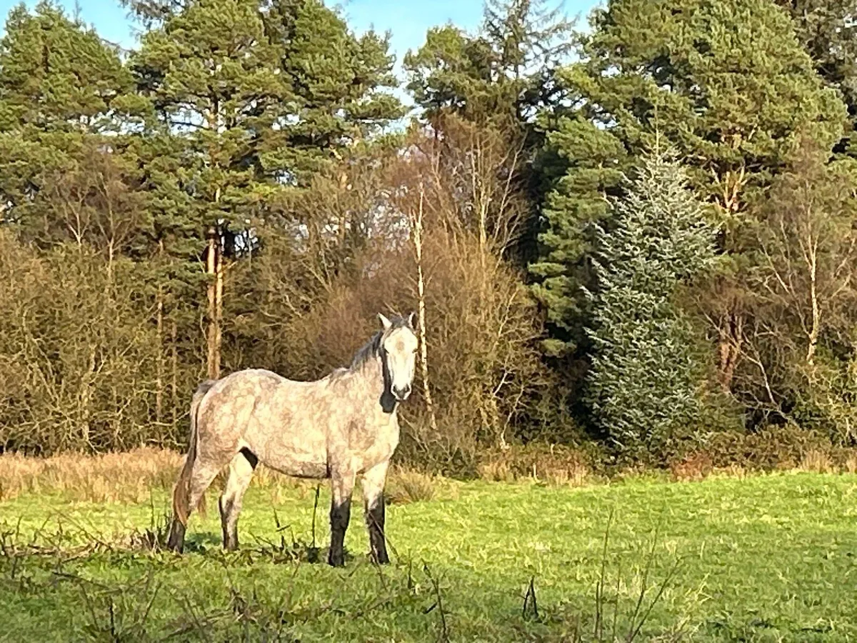 2yr old gelding Connemara  x Irish Draught - Image 2