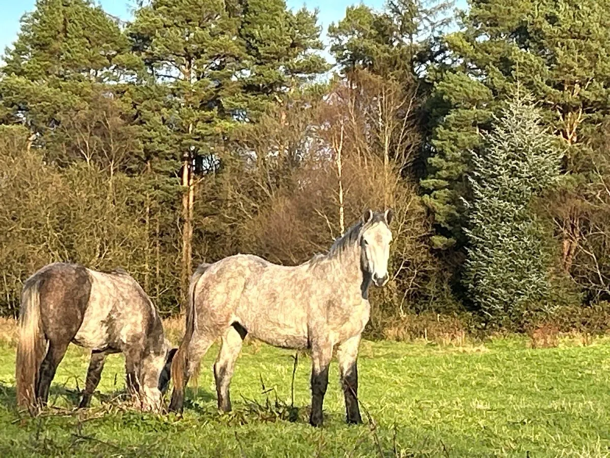2yr old gelding Connemara  x Irish Draught - Image 3