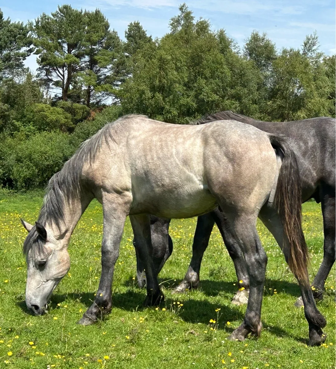 2yr old gelding Connemara  x Irish Draught - Image 1