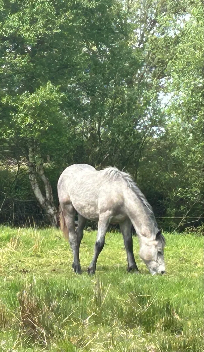 2yr old gelding Connemara  x Irish Draught - Image 4