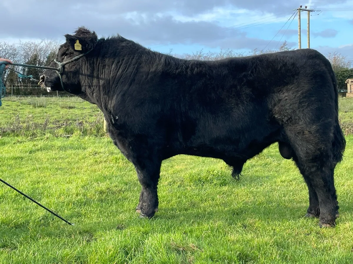 Lot 9 Angus Elite Sale Carrick - Image 1