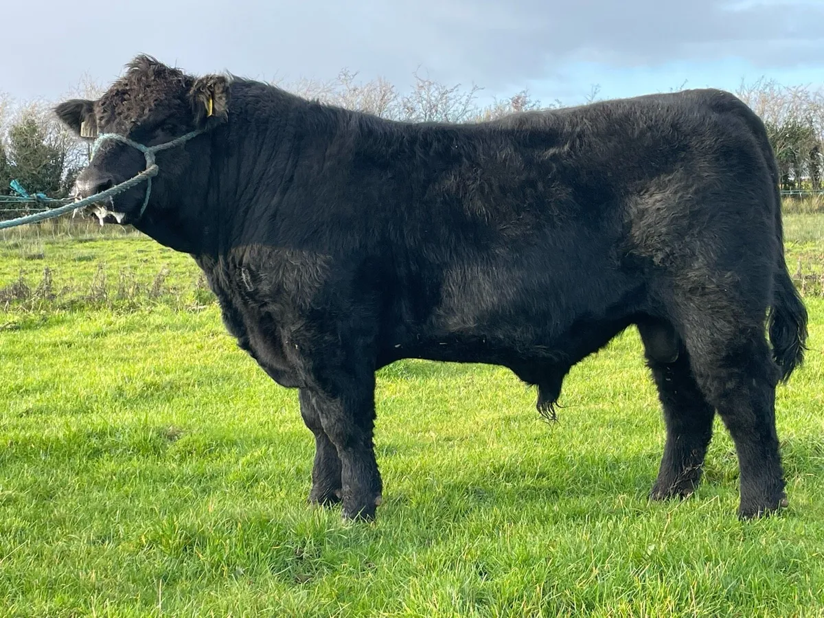 Lot 9 Angus Elite Sale Carrick - Image 2