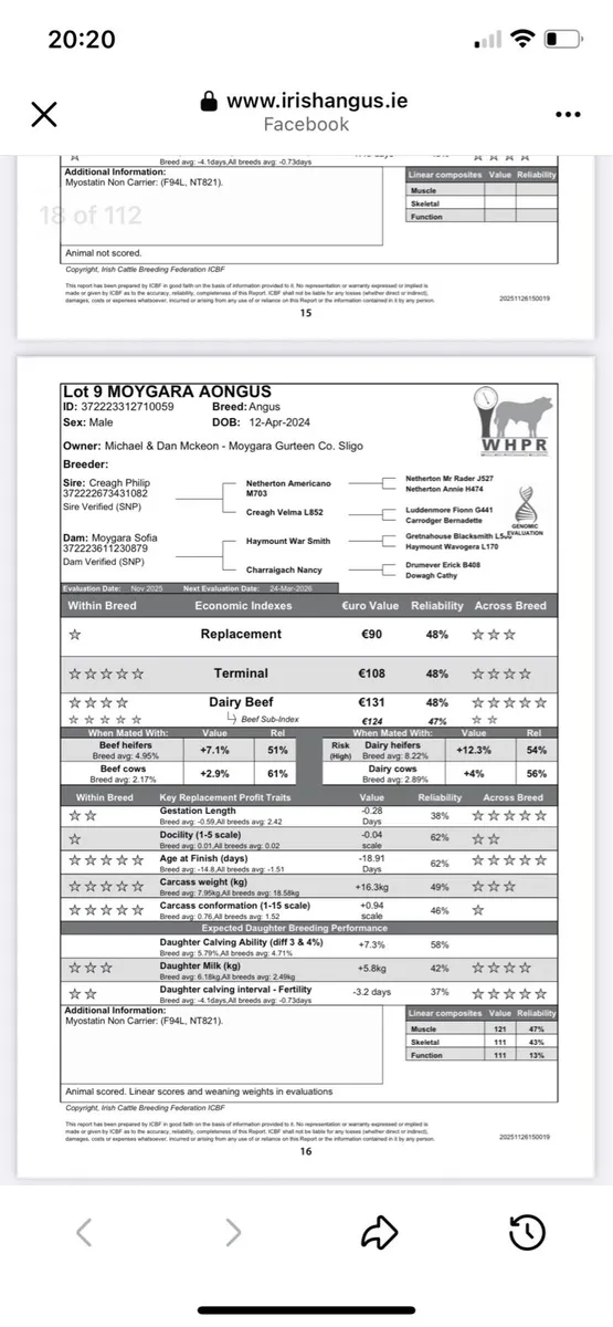 Lot 9 Angus Elite Sale Carrick - Image 3