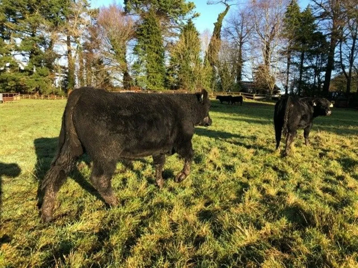 ORGANIC BULLS - Image 4