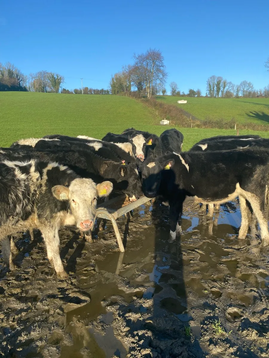 Fr heifer calves - Image 1