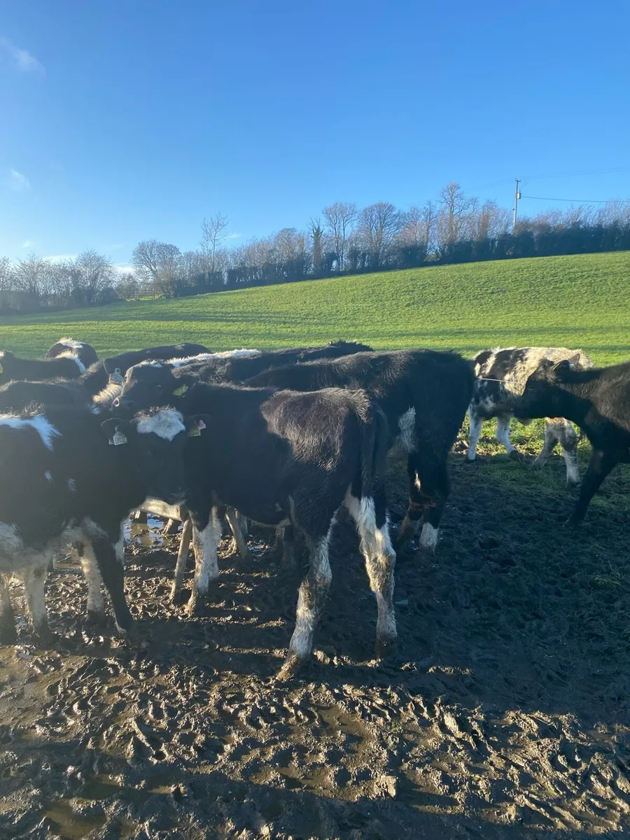 Fr heifer calves - Image 2