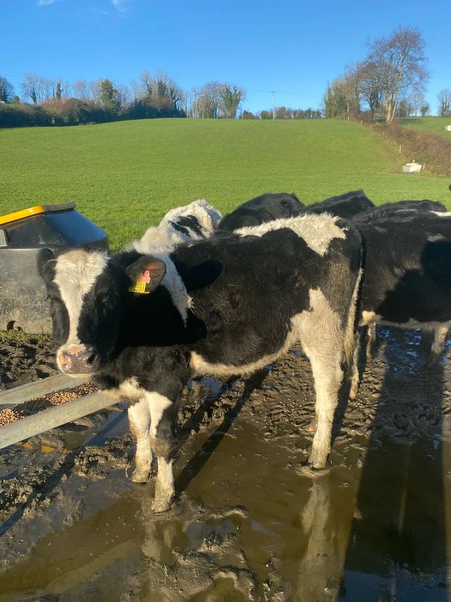 Fr heifer calves - Image 3