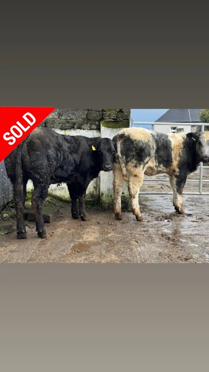 ⭐️2 Show Ai bred Blue Breeding heifers⭐️ - Image 1