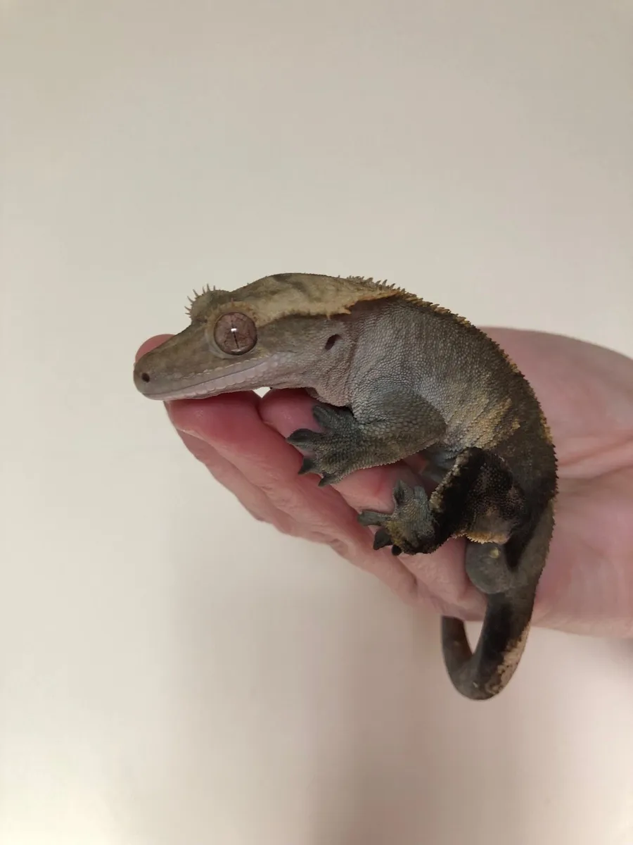 Crested geckos for sale - Image 2