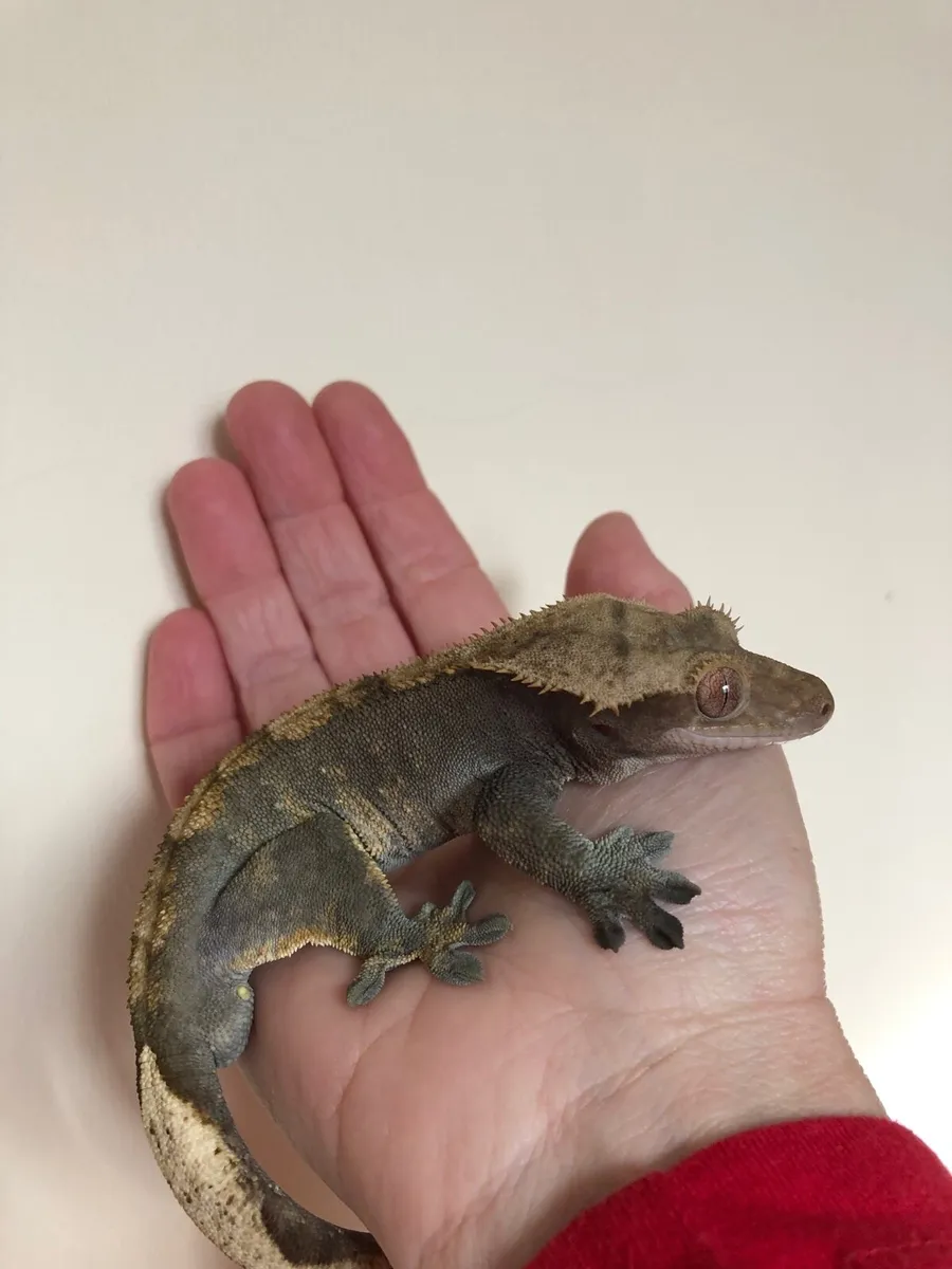 Crested geckos for sale - Image 3
