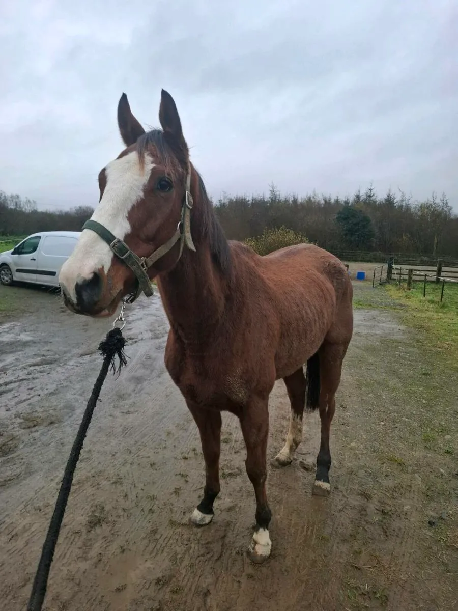 2 ALL ROUNDER THROUGHBREDS FOR SALE - Image 2