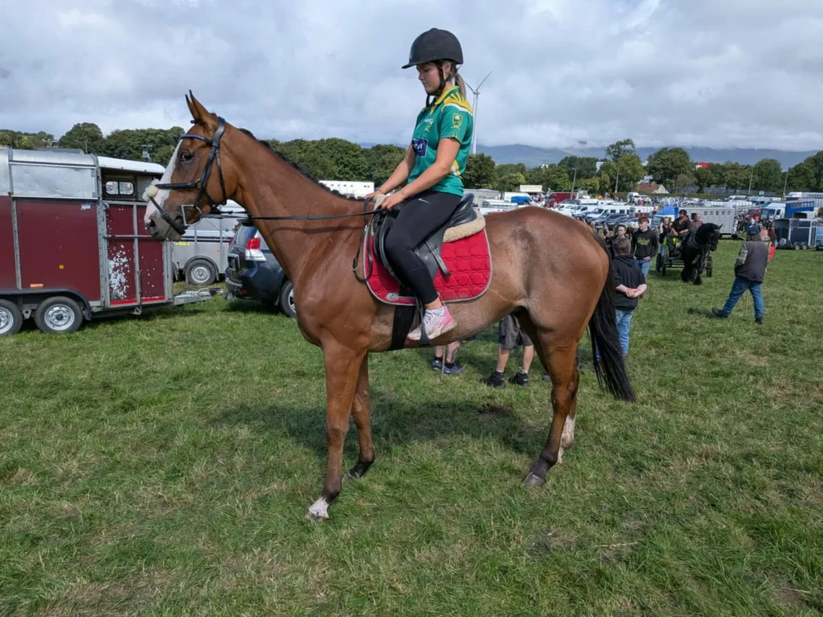 2 ALL ROUNDER THROUGHBREDS FOR SALE - Image 4