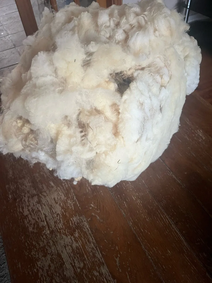 40 Sheep Fleeces (Free) - Image 1