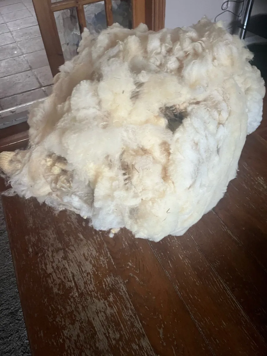 40 Sheep Fleeces (Free) - Image 2