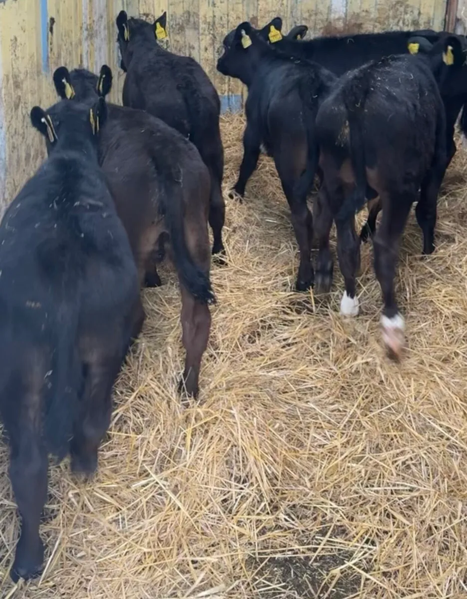 Super bunch of AA calves just of milk - Image 1