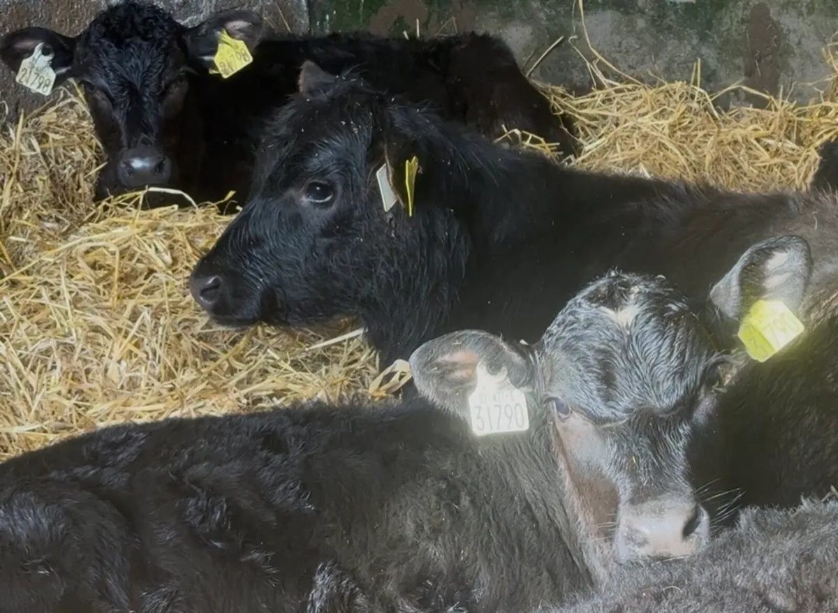 Super bunch of AA calves just of milk - Image 2