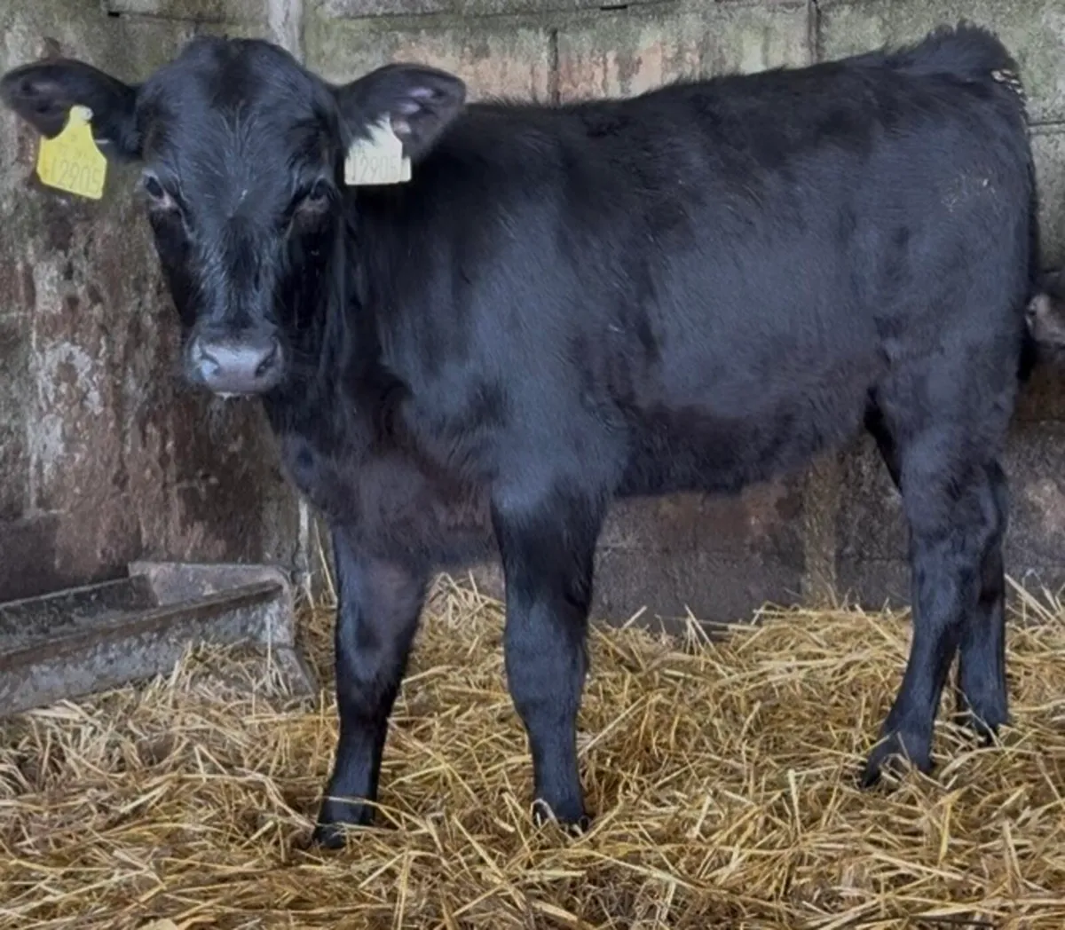 Super bunch of AA calves just of milk - Image 3