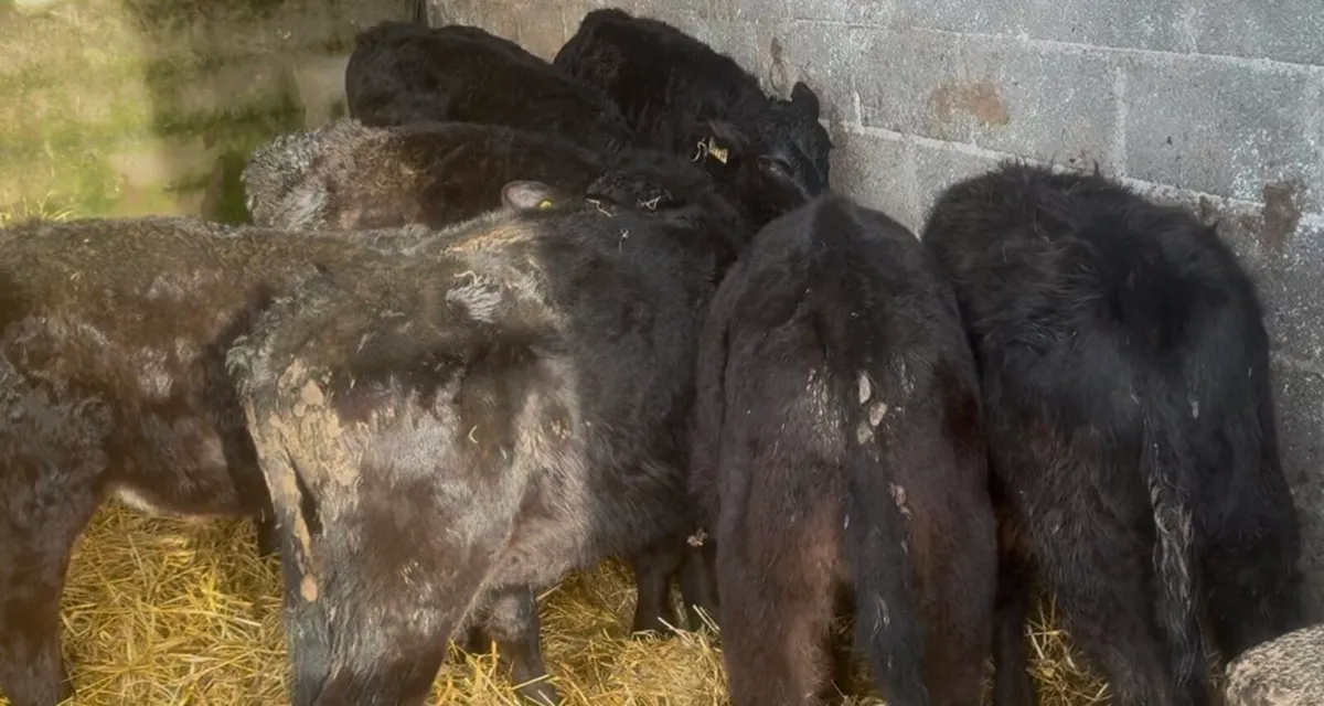 Super bunch of AA calves just of milk - Image 4