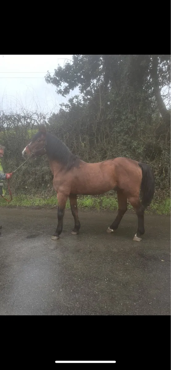 Copperfield stallion - Image 1