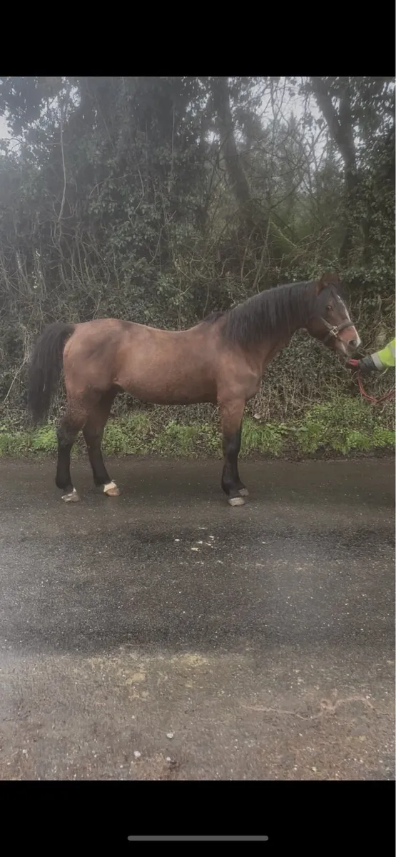 Copperfield stallion - Image 2