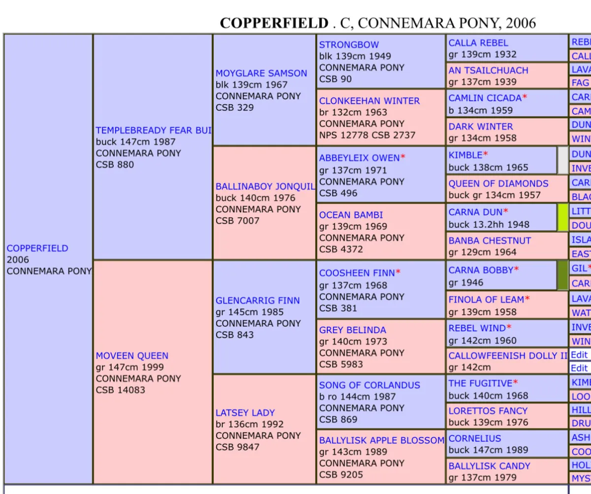 Copperfield stallion - Image 4